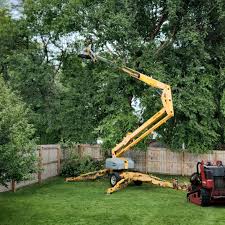 How Our Tree Care Process Works  in  Everman, TX