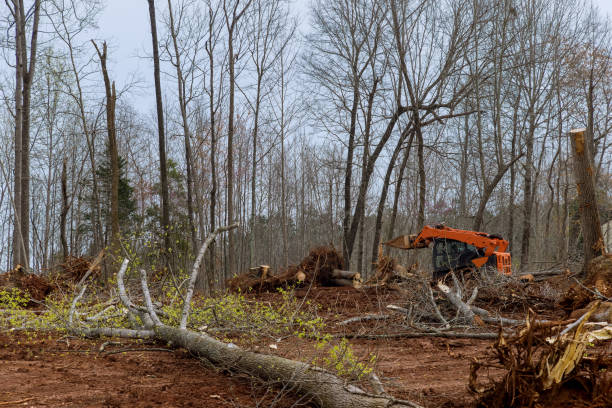 Everman, TX Tree Removal Services Company